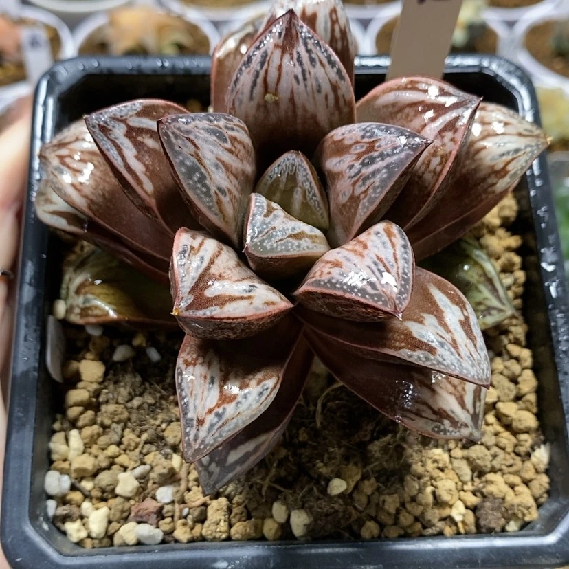 【闪购商品】95印加玫瑰母本