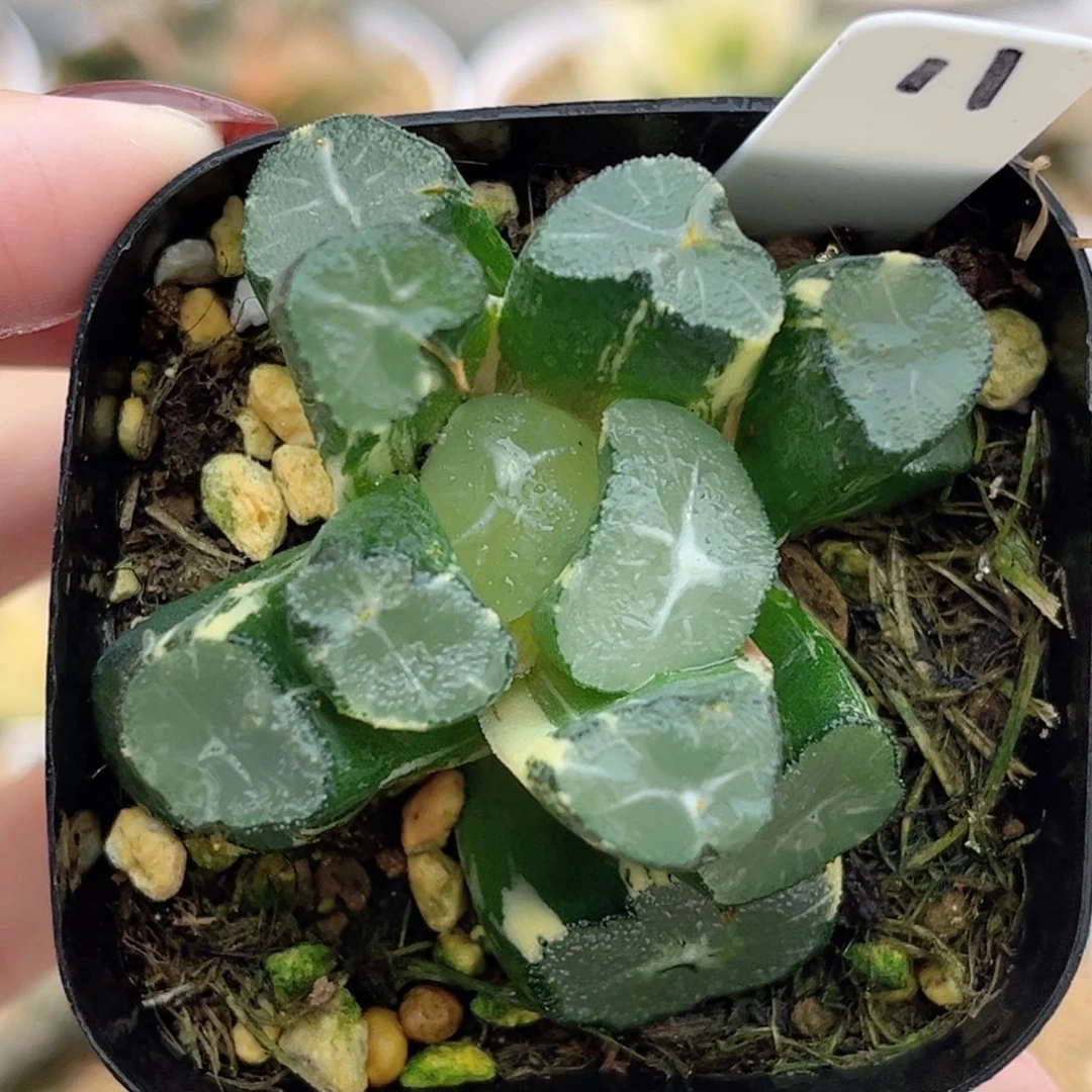 11玉龙万象锦福利专场