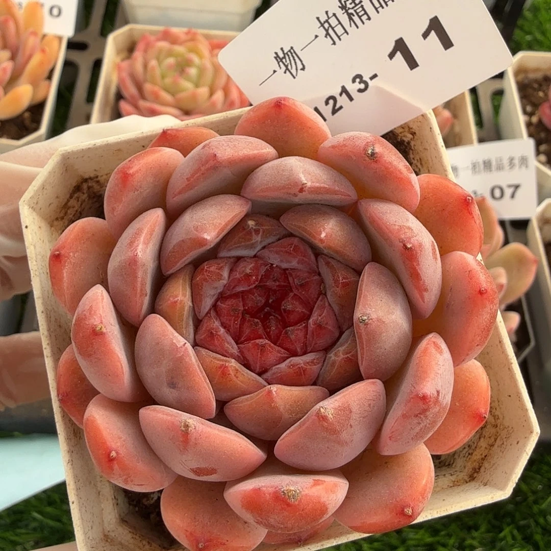 1213-11多肉一物一拍