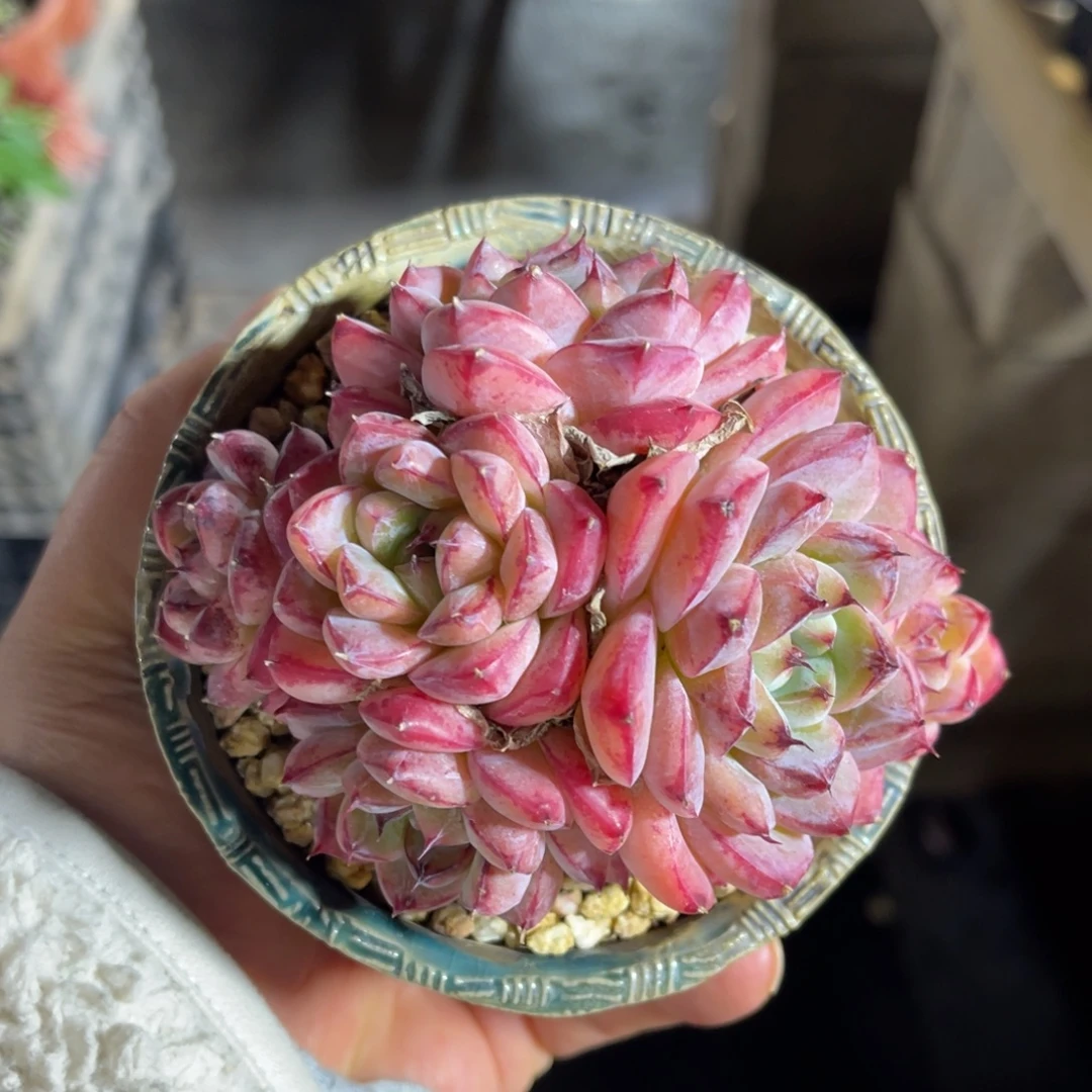 金边佳人一物一拍