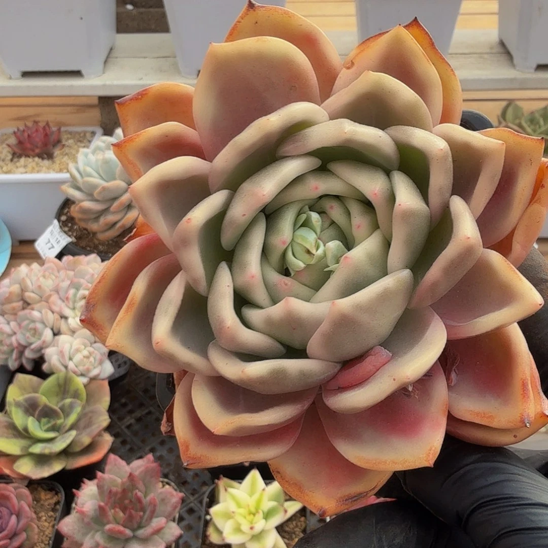 1218-83香槟锦单头