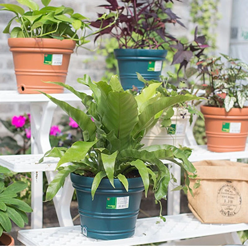 爱丽思IRIS巴伦西亚花盆创意凸纹阳台室内外大口径欧式塑料花盆