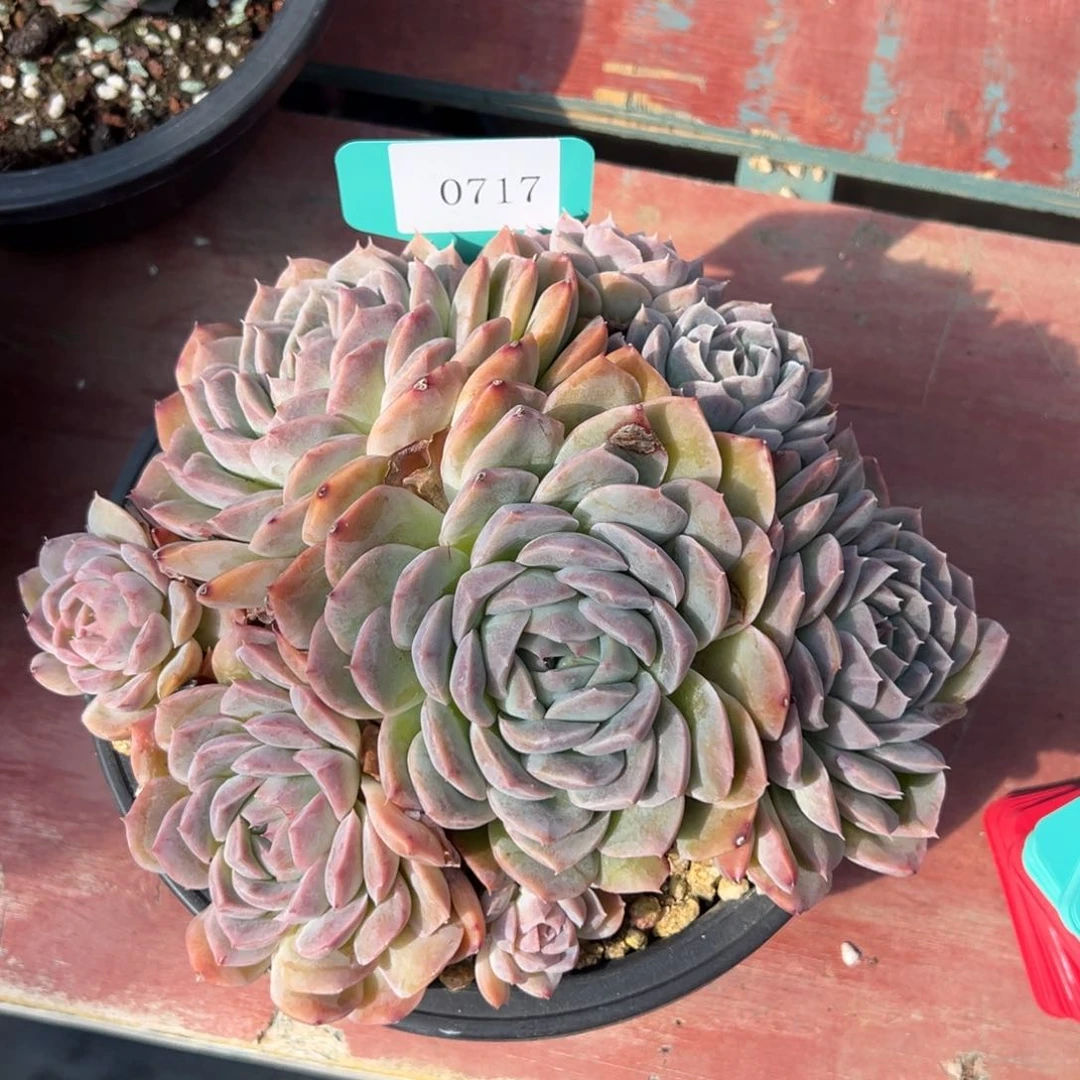 海**空0717多肉多多多多多