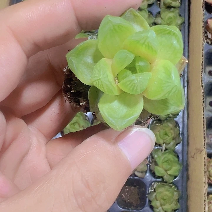 玉露精品多肉植物大战