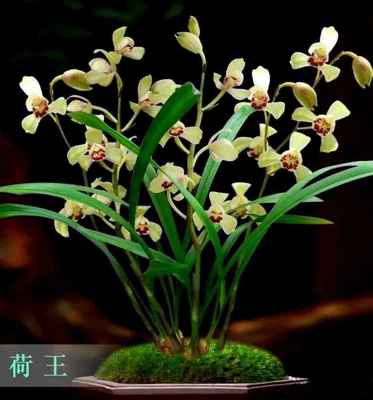 兰花建兰-荷王。绿植，送植料+盆+肥料