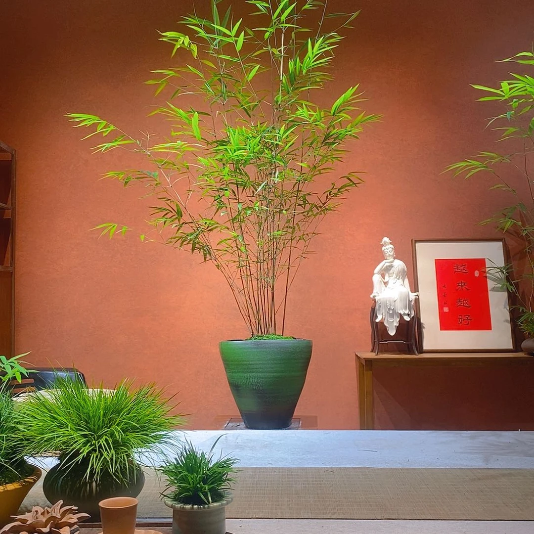 王***乐无花朵老桩精品竹盆景作品