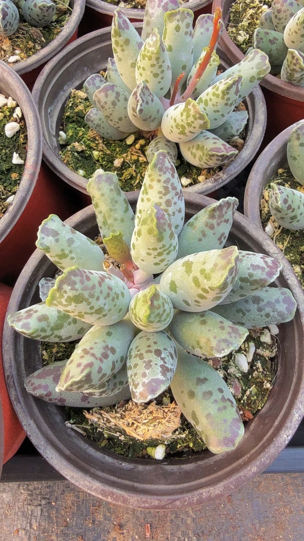 大盆海豹（满9.9包邮）多肉