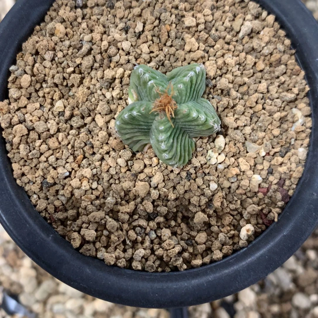 平***t专拍一物一拍自根