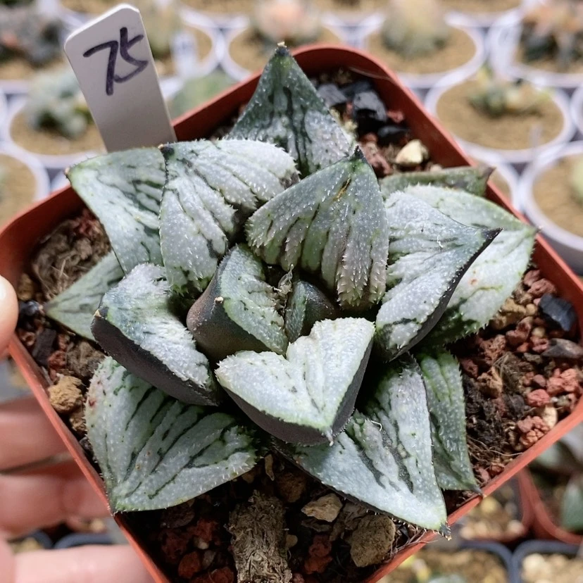 【闪购商品】75京之念