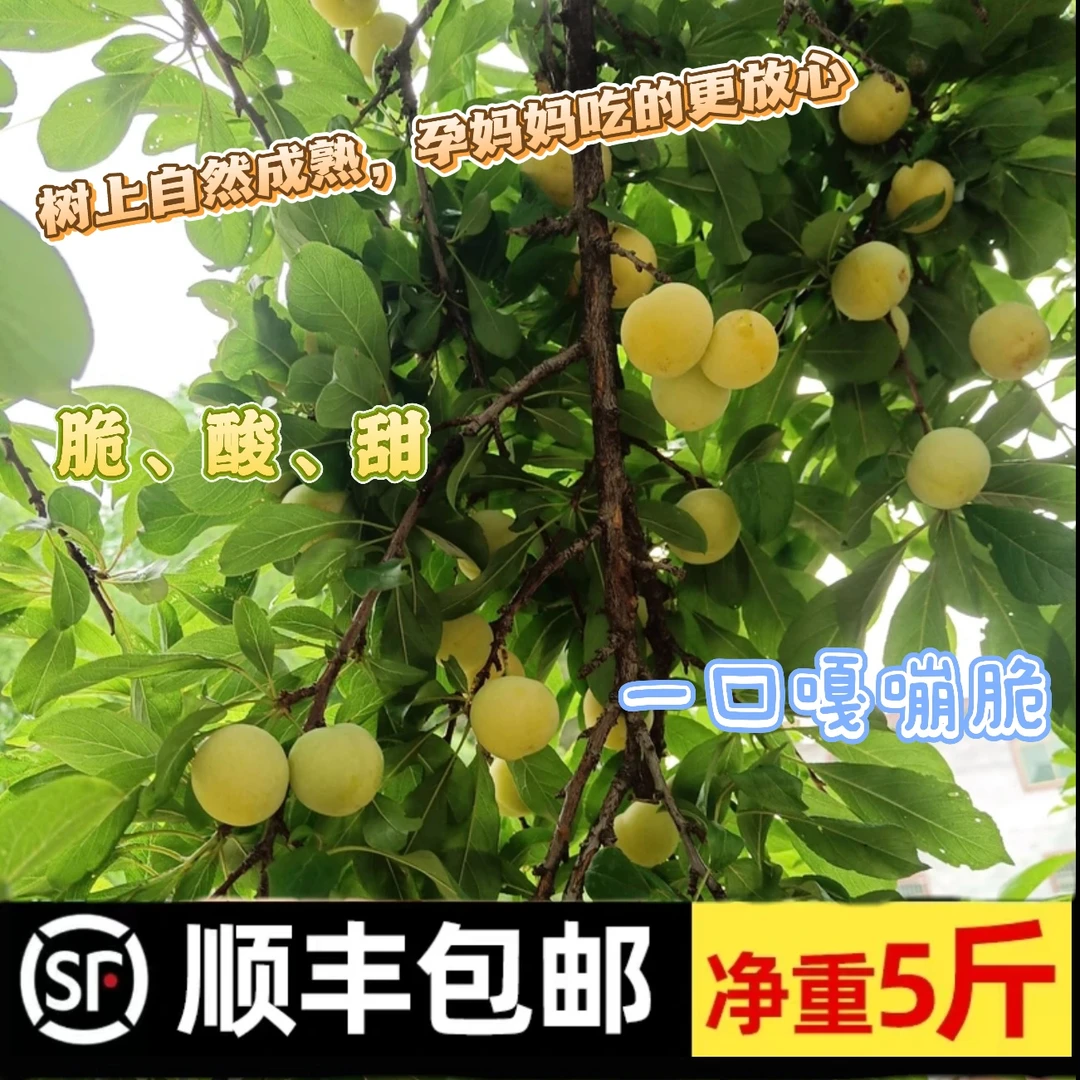 【顺丰包邮】湖南茶陵正宗老家李子 家乡小时候的味道