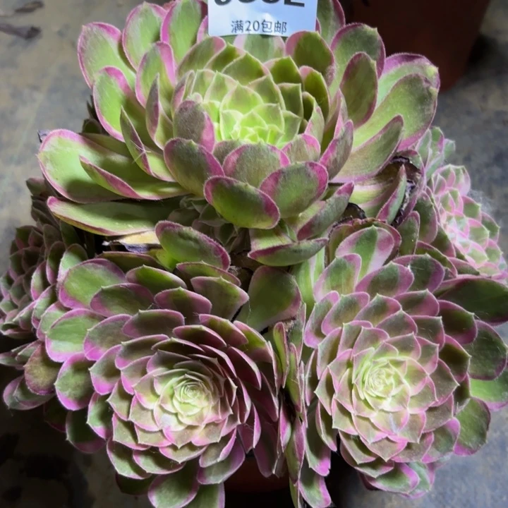瑞妈多肉园艺植物832