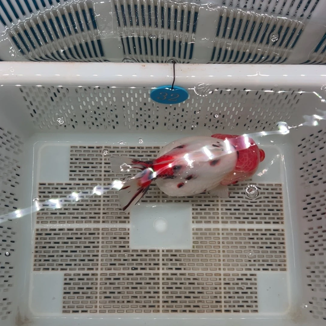 L***Y海水鱼我的手机在宿舍没拿来充