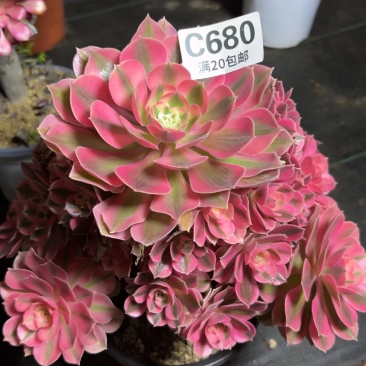 瑞妈一物一拍680