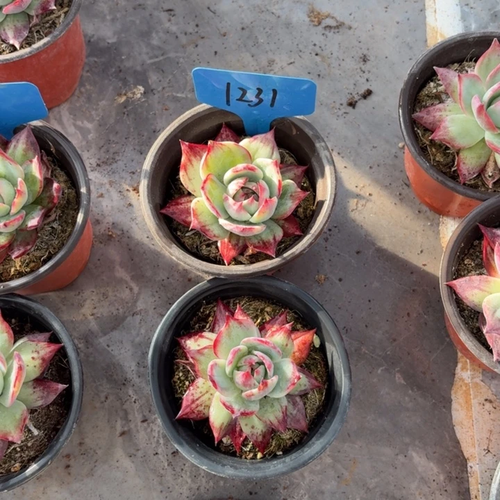 1231深深的祝福红红火火