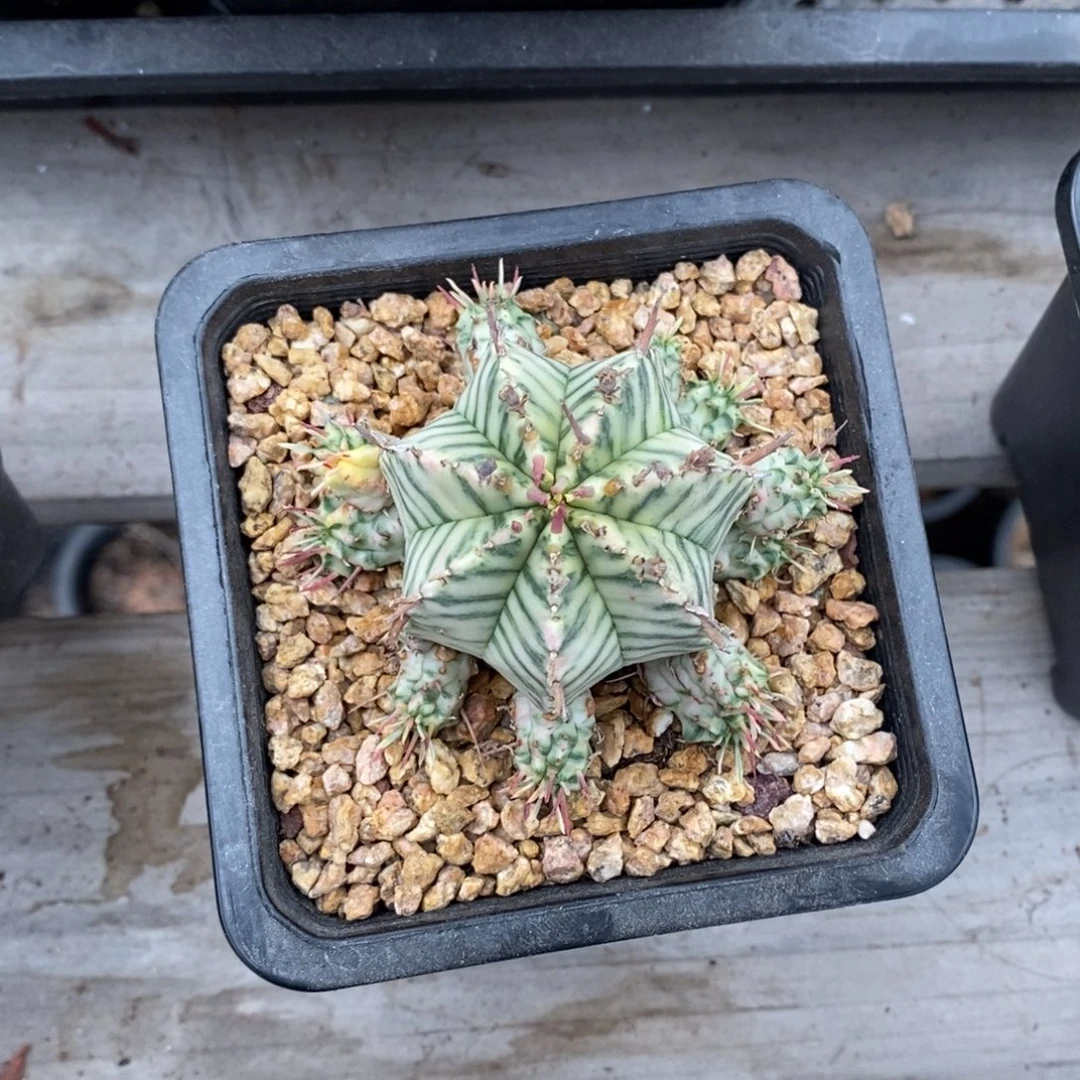 1斑马锦魁伟玉大戟科