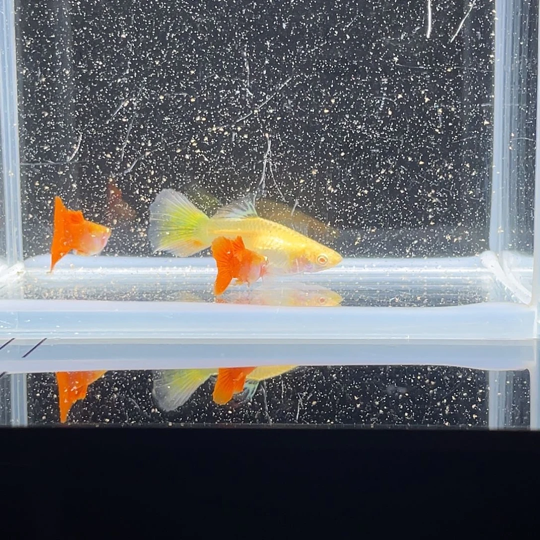 孔雀鱼艾尔银蝶翼短体球