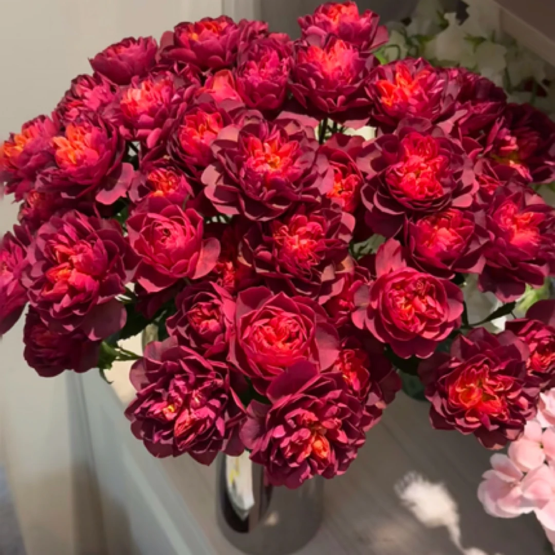 【法拉利果汁】玫瑰 2单正价包邮，偏远地区有运费