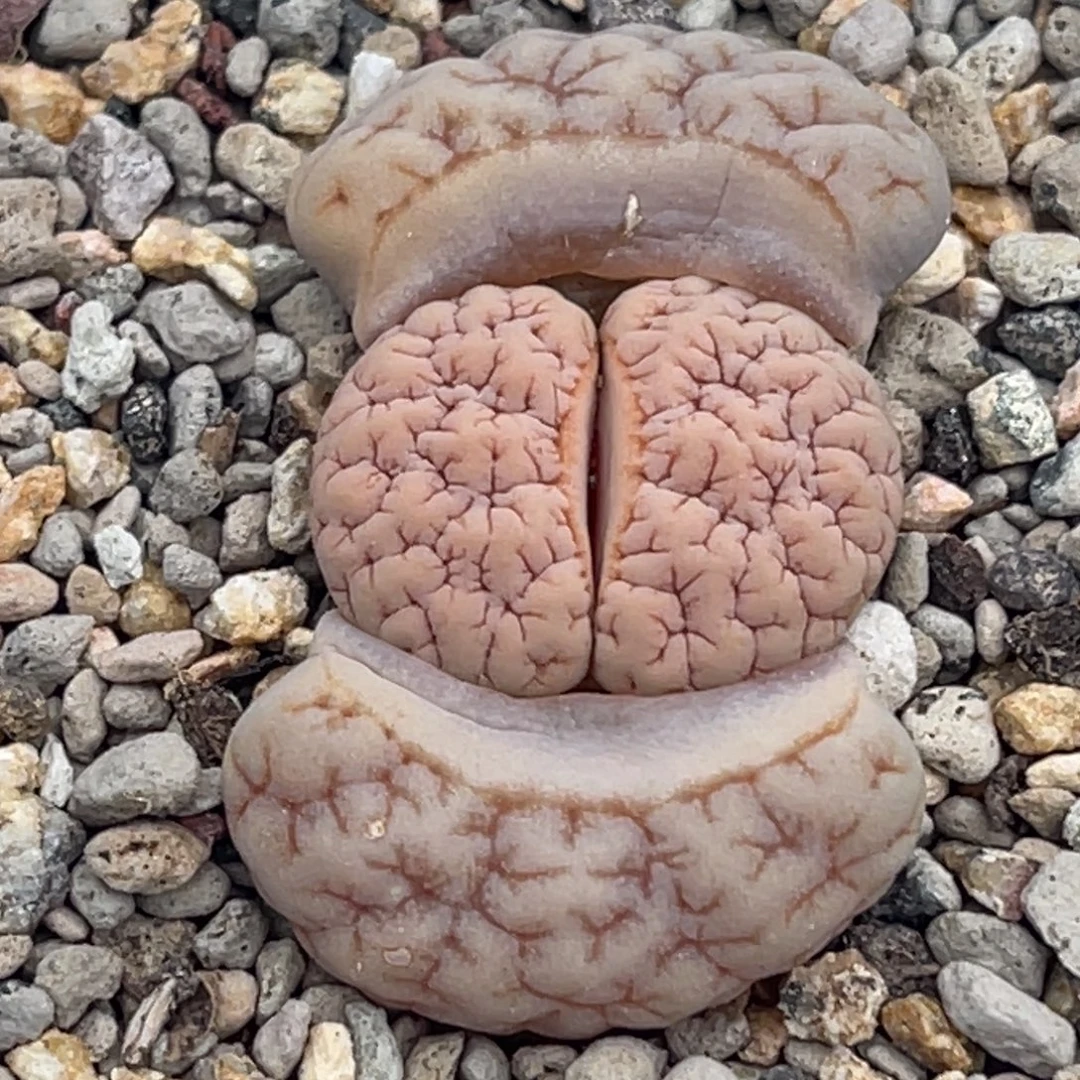 7787凹凸脑纹铁189一颗