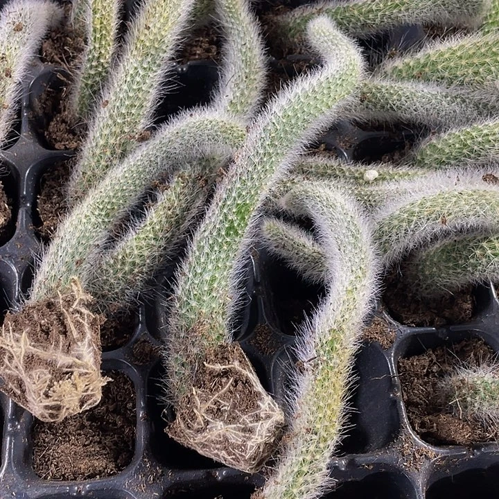 九尾狐1元带土发货