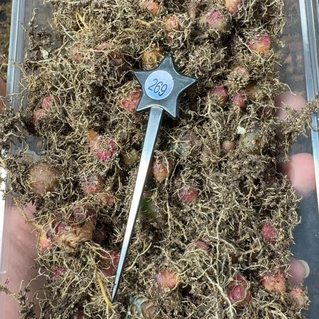 实生自然锦练手球150棵保底269