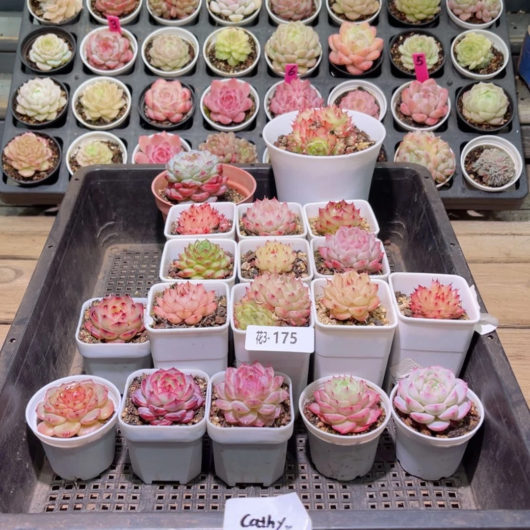 花利美3-175筐拍18颗