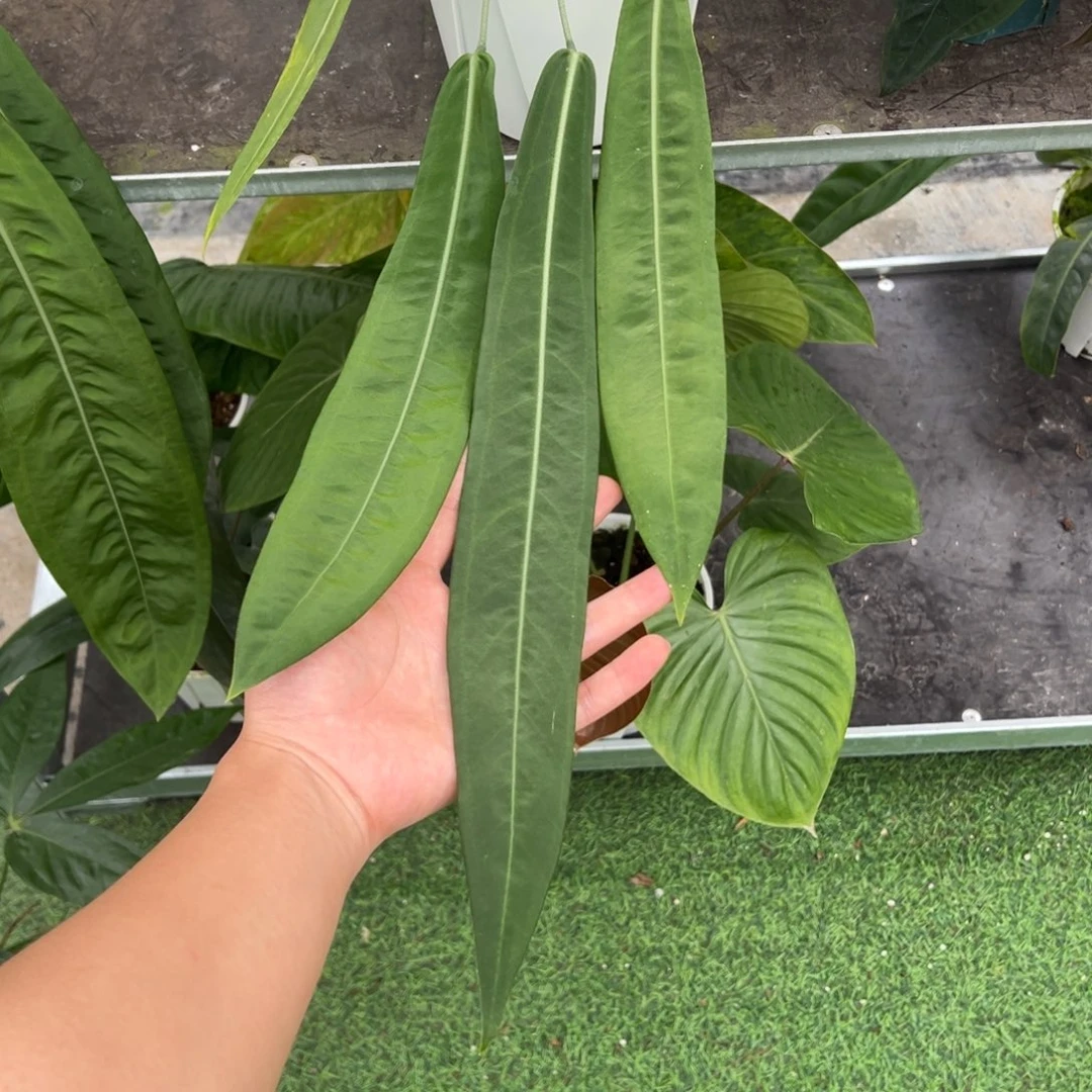 完全开放银脉丝绸
