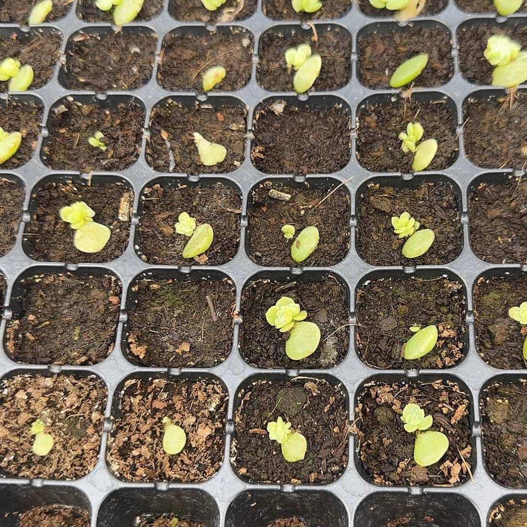 王者白心1号芝麻一个满25包邮