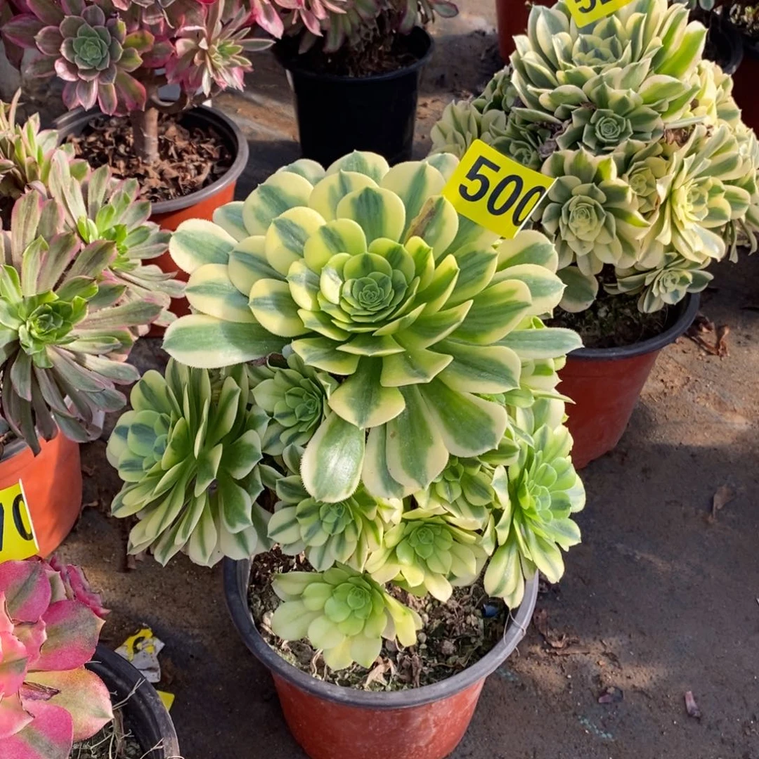 金丝翡翠多肉法师500