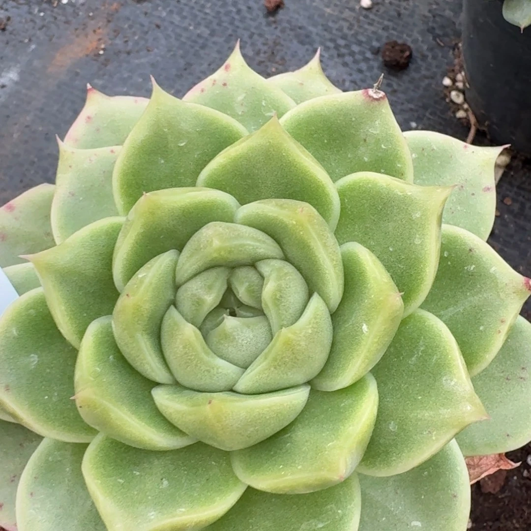 多肉杂交一物一拍22-39