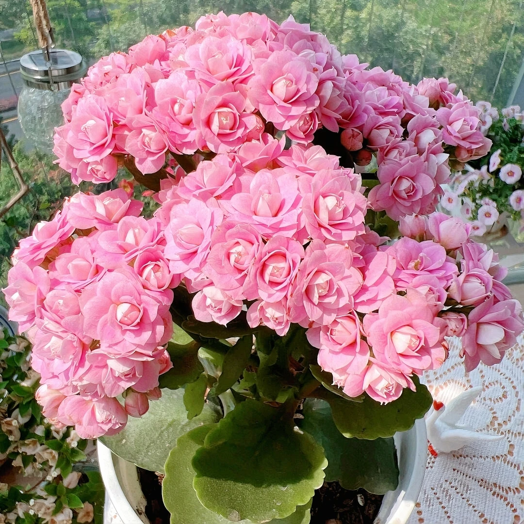 【特大重瓣长寿花带花苞】多色花卉室内阳台好养耐热耐寒四季开花