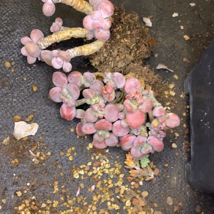 无花朵面****包友家多肉一物一拍