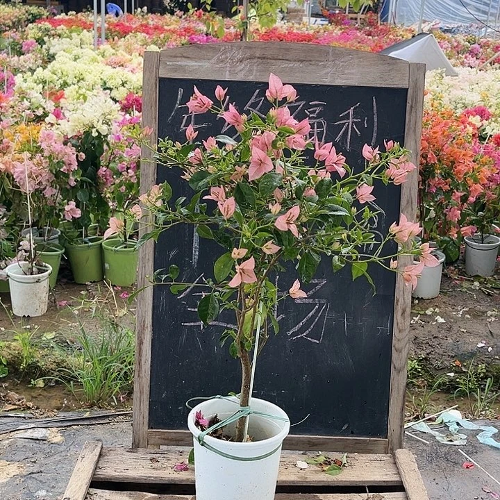 完全开放三角梅婆罗洲樱花