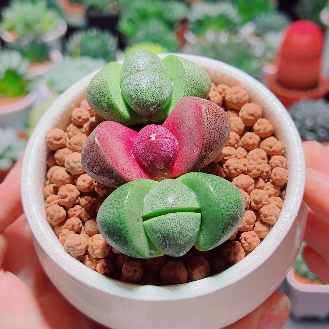 1紫元宝2绿元宝多肉