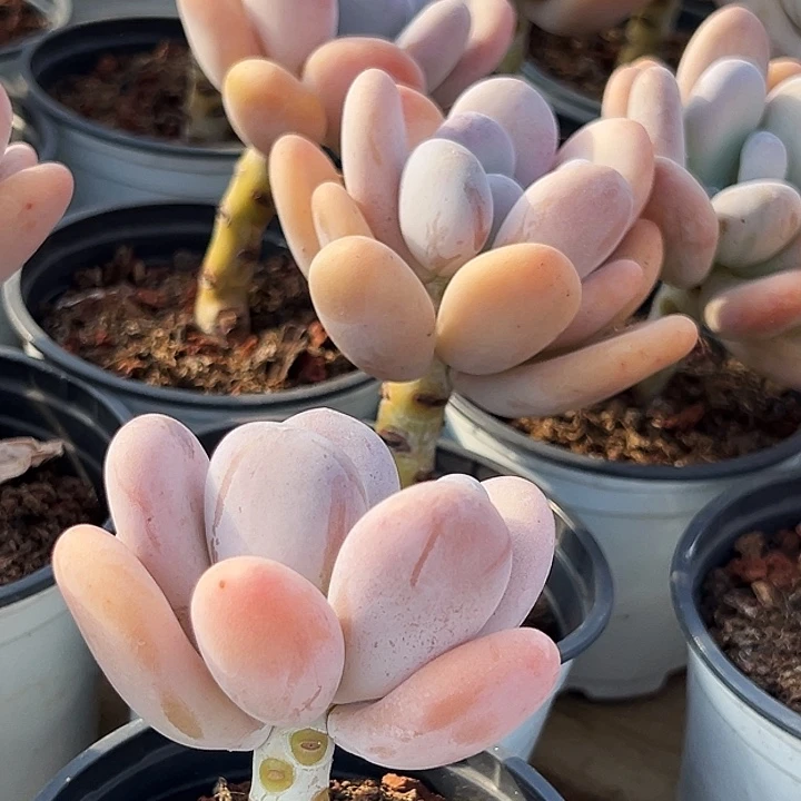 橙雪球          福利多多