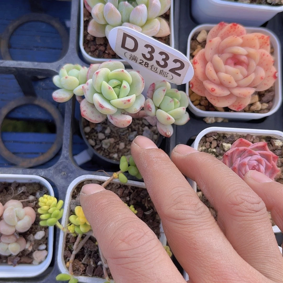 D332香草yi wu yi pai