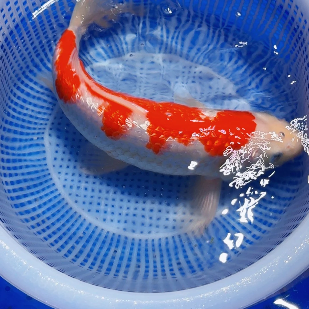 锦鲤精品甄选血统锦鲤