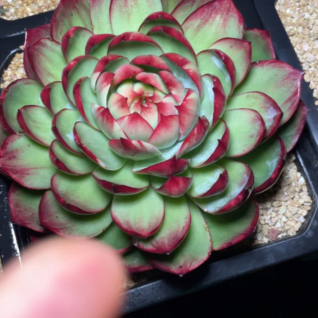 惊鸿仙子冠服20左右