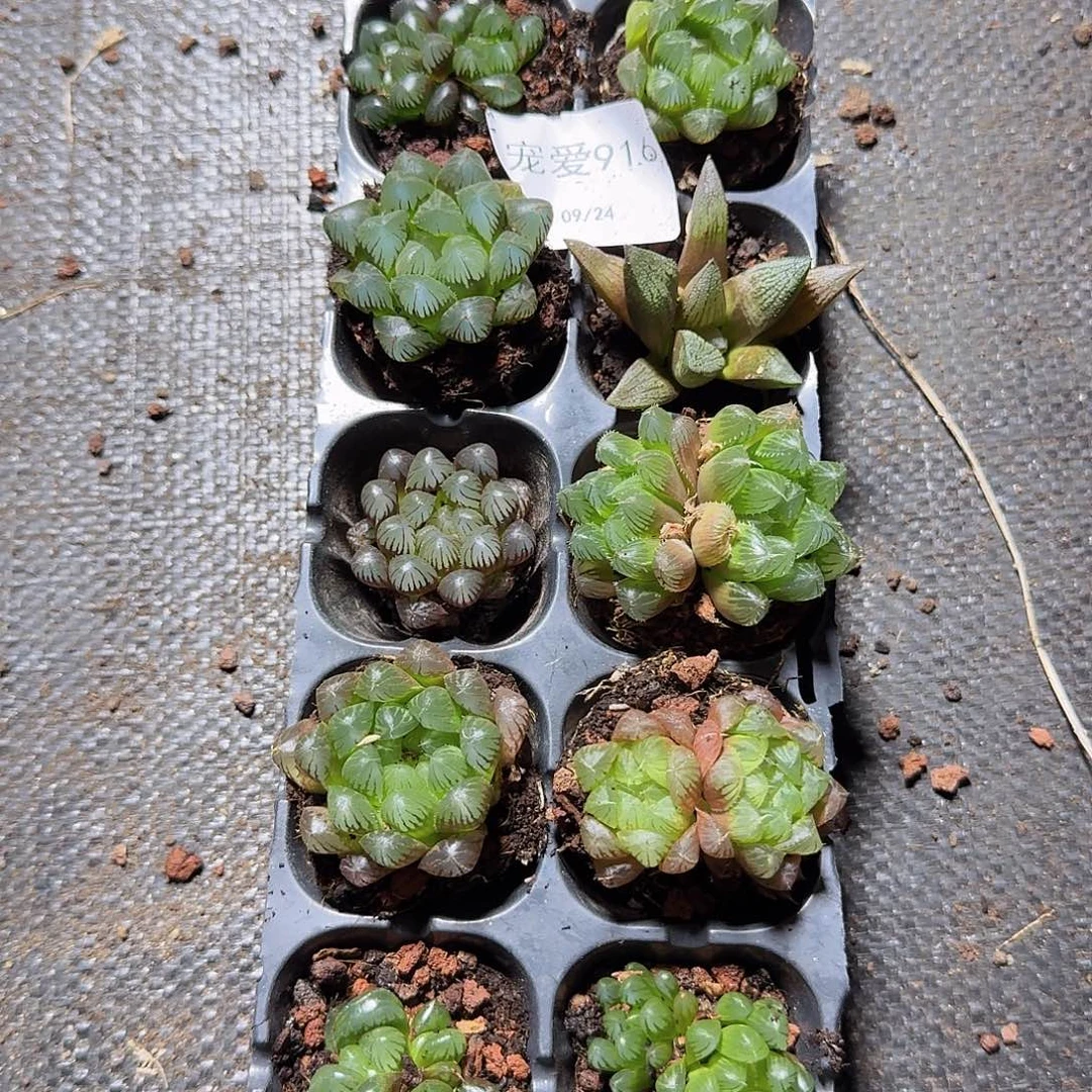 直播福利一物一拍916