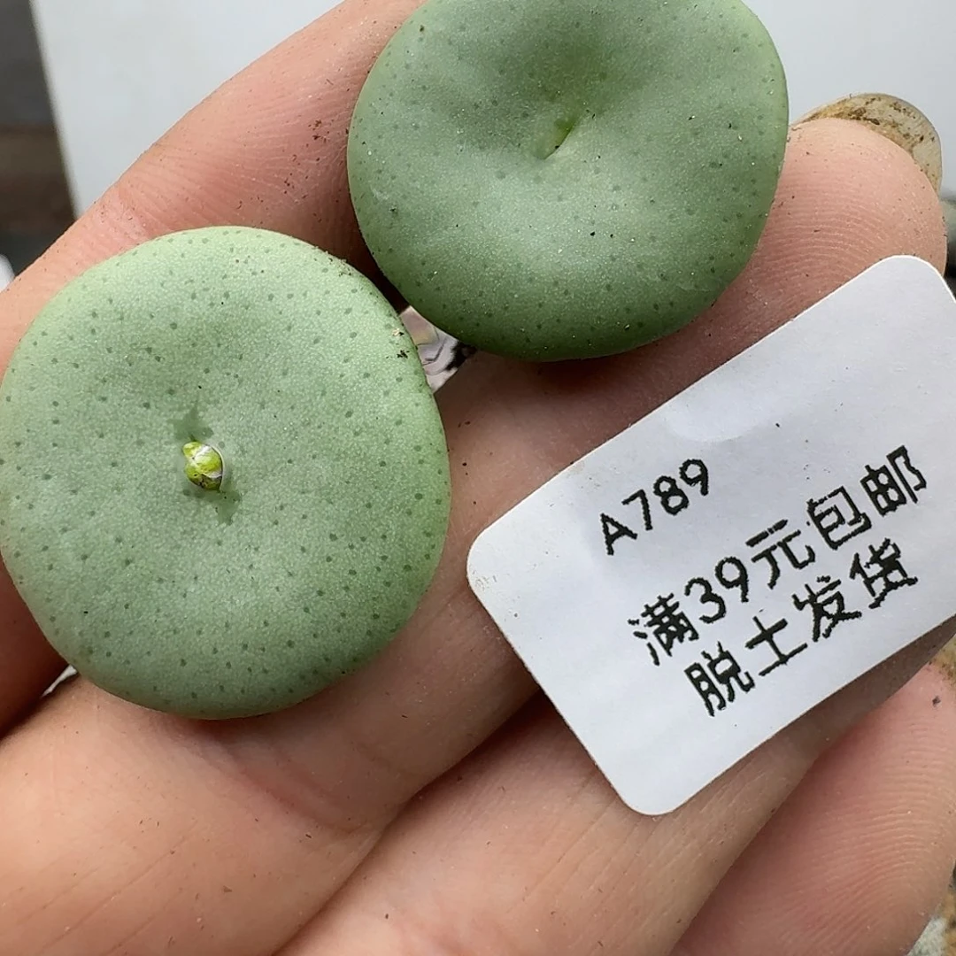 789多肉哈哈哈哈哈哈哈