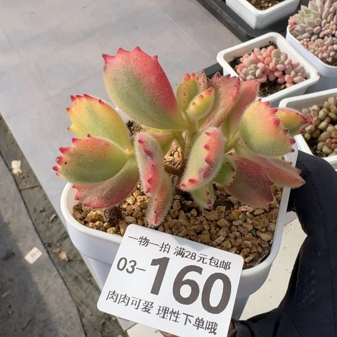 白熊无盆土发货无