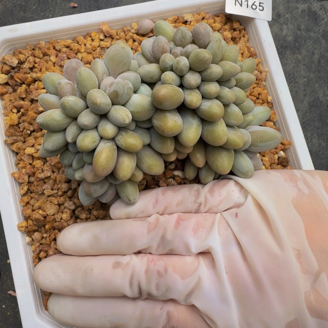 m n n n n n n n n 165