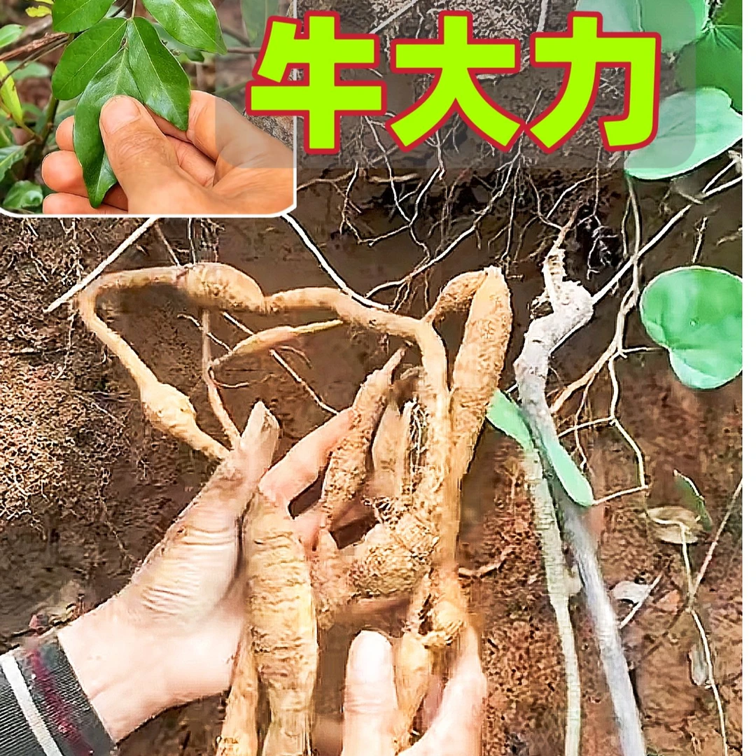 广西野货牛大力根薯粉质深山农人采挖大力薯根泡洒煲汤包邮