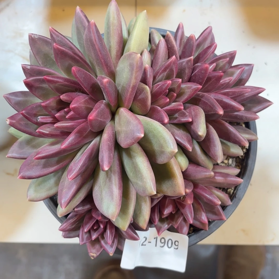 1909迷雾泡泡多肉植物