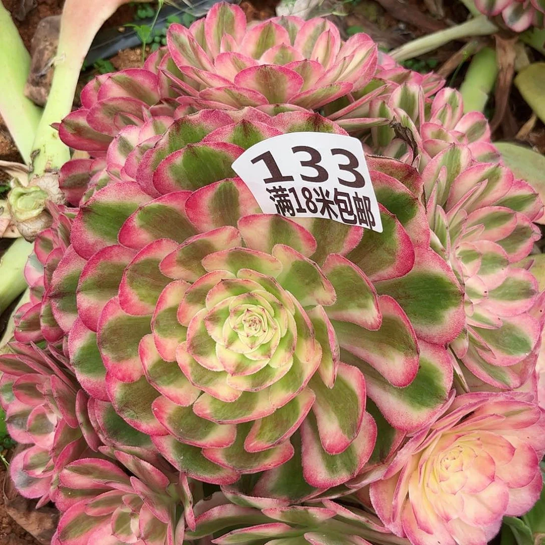 133倾城手捧福利无根发货