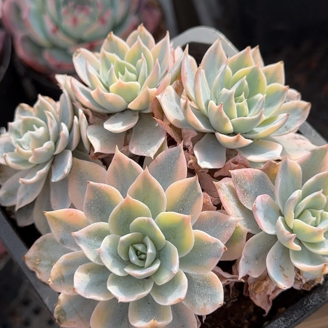 皮试锦一物一拍包装收缩花旱