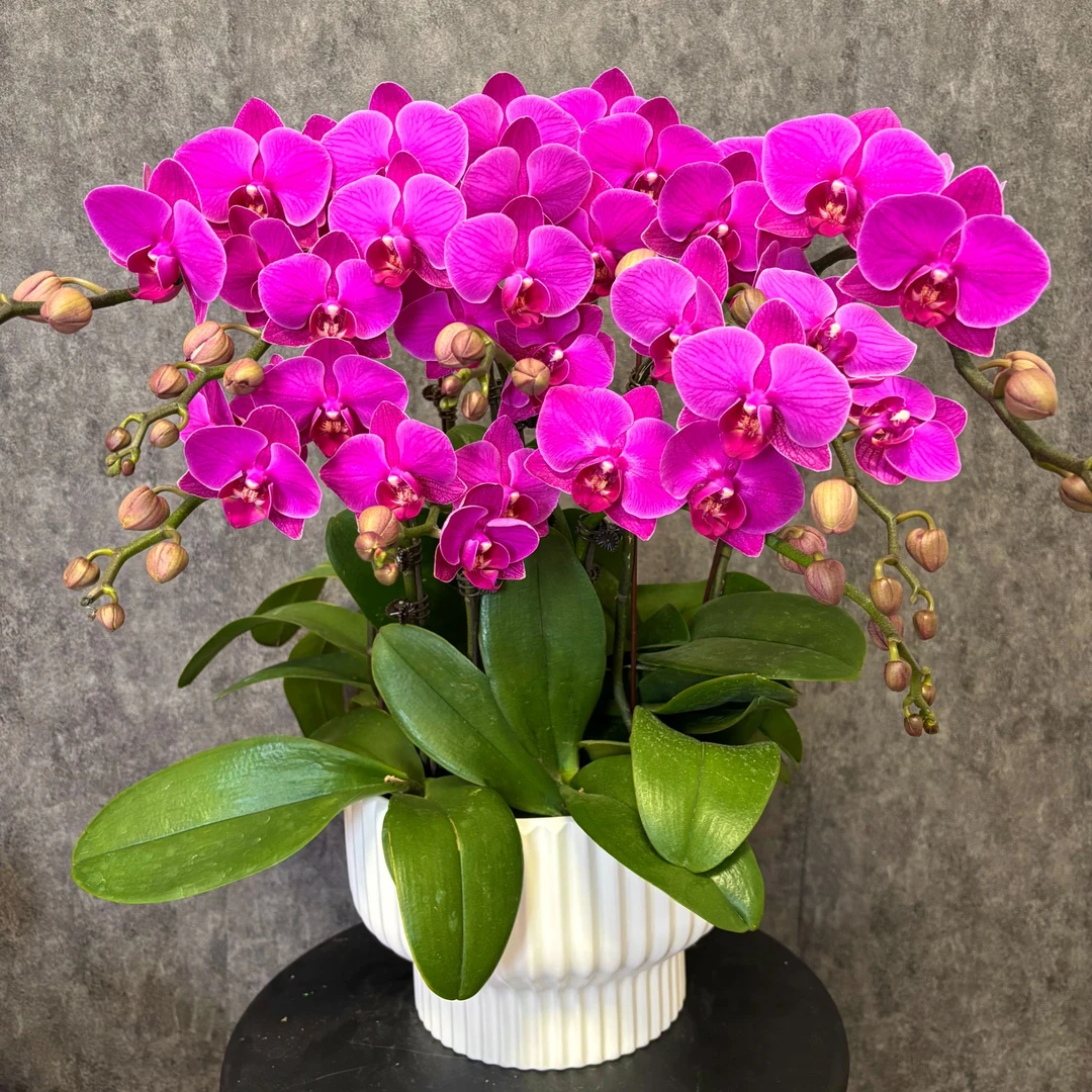 【福星】蝴蝶兰 鲜花绿植  好养花期长 送礼装饰 室内观赏花