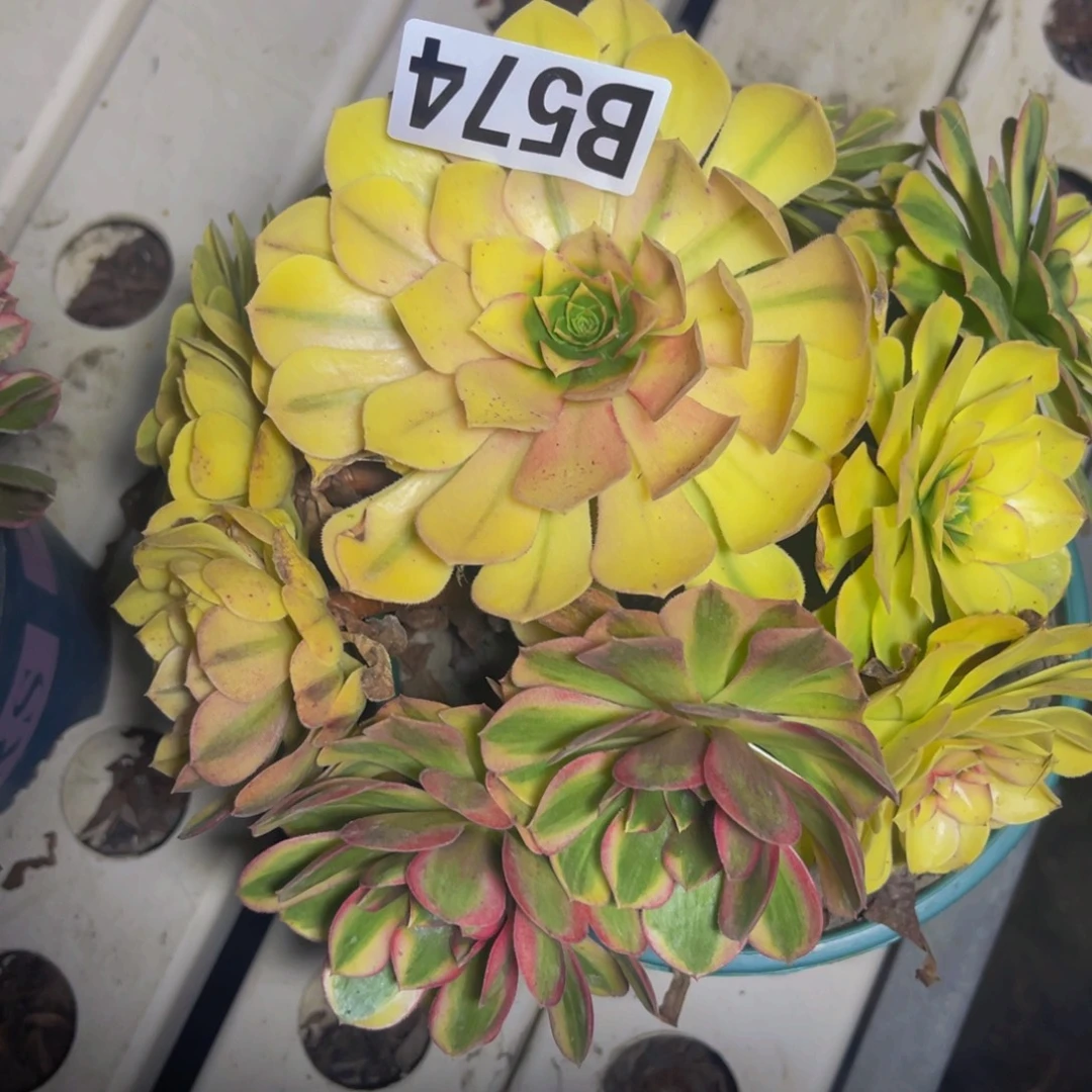 雨荷法师7/////////5包邮