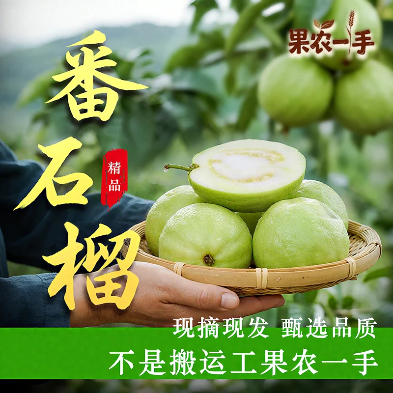 【中通包邮】番石榴温泉水浇灌产地直发有机种植足斤足两不发库存果