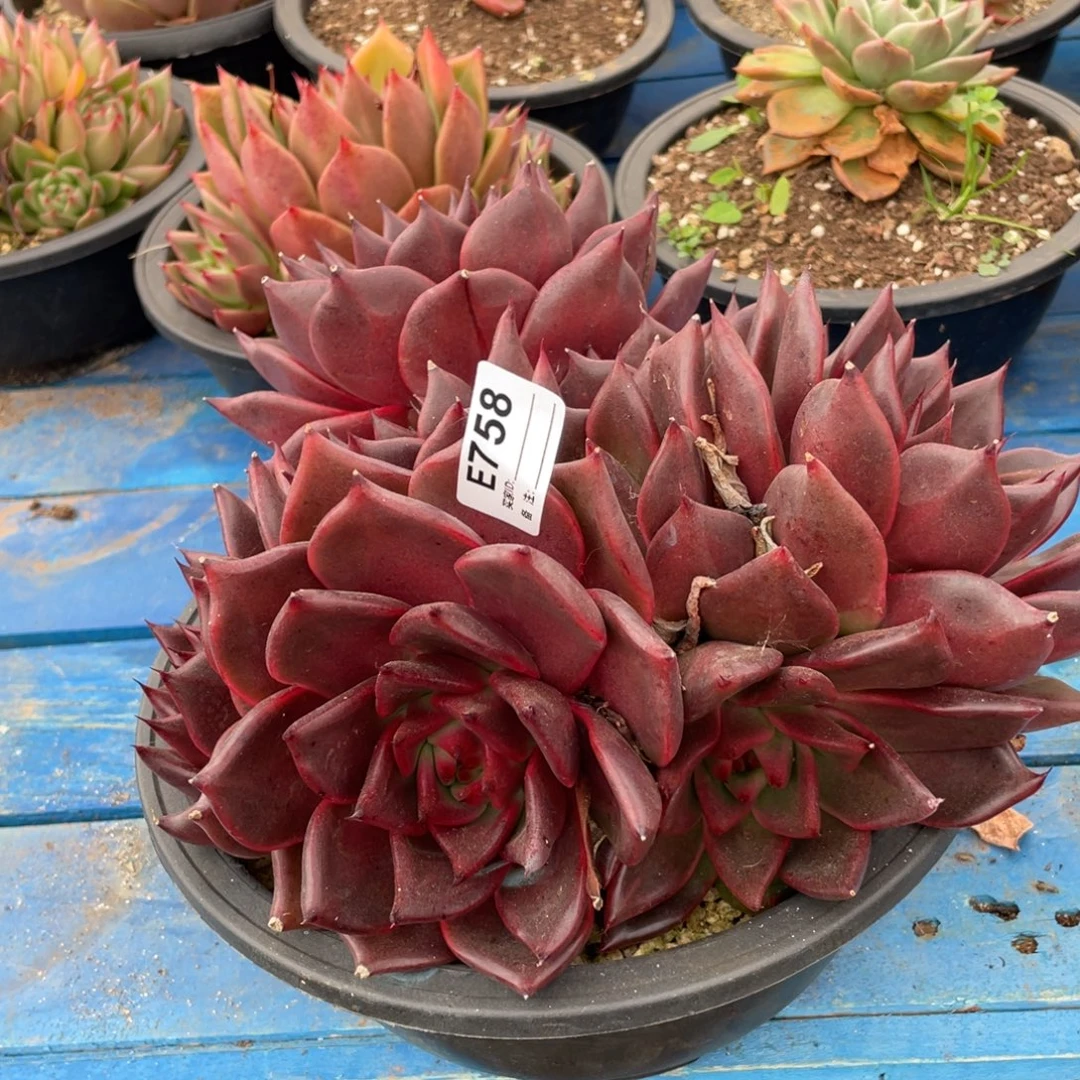 无花朵若如东云组拍E758