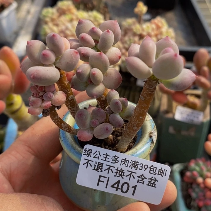 苹果奶6cm401多肉植物